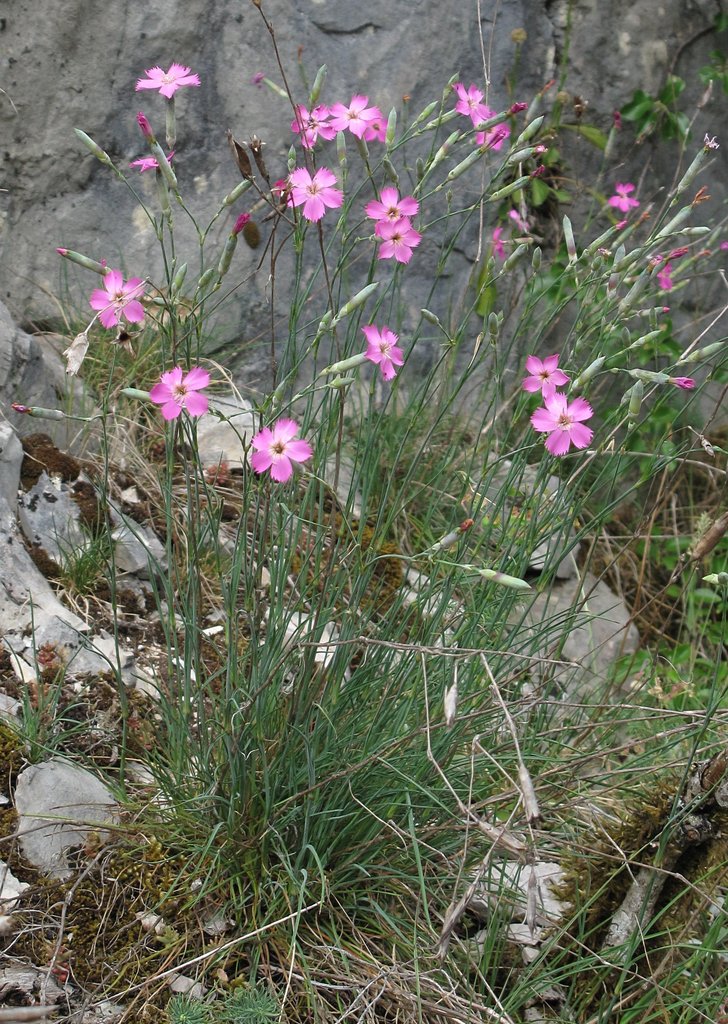 Dianthus sylvestris